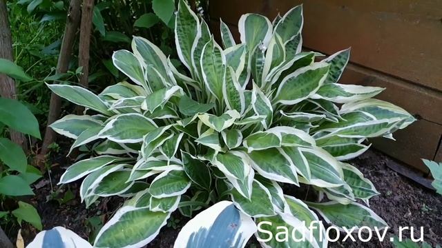 Нежная хоста Джуха (Juha) в моем саду смотреть онлайн