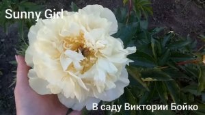 Цветут пионы Pastelegance (Пастелеганс) и Sunny Girl (Санни Гёл) . 4.06.2021 Хмельницкий.