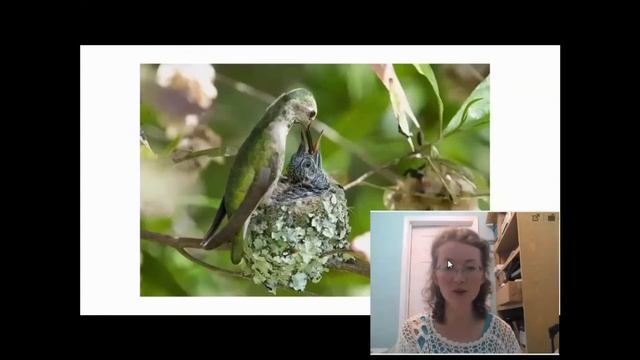 Колибри, птицы-самоцветы смотреть онлайн