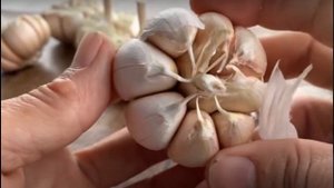 Посадка озимого чеснока.