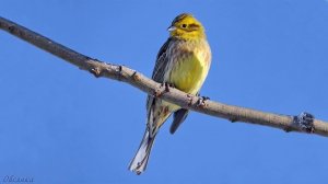 Голоса птиц Как поёт Овсянка обыкновенная Emberiza citrinella.mp4