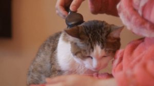 Cat loves hairbrush / Коту нравится расческа