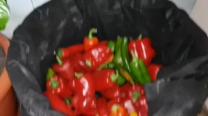 Овощная смесь для супов, рагу и пиццы - заморозка овощей на зиму