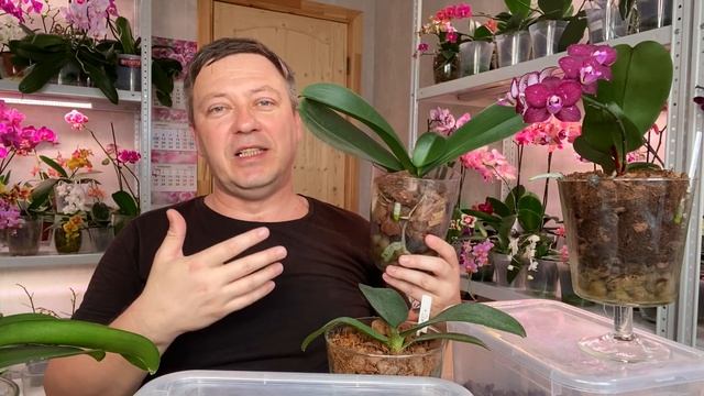 ПОЛИВ ОРХИДЕИ и ЗАЧЕМ КОКОСОВЫЕ ЧИПСЫ или МОХ в ЗАКРЫТОЙ СИСТЕМЕ посадки орхидей