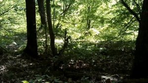 Грибные места Анапы для переселенцев из Сибири