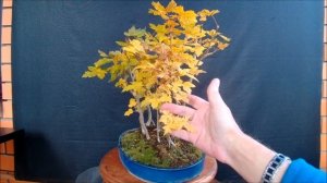 Бонсай Роща лес из полевых клёнов Grove forest of field maples в работе с весны 2021 год осень
