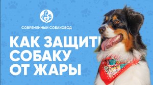 Как помочь СОБАКЕ охладиться и пережить ЖАРУ☀️ Что делать при ПЕРЕГРЕВЕ питомца?