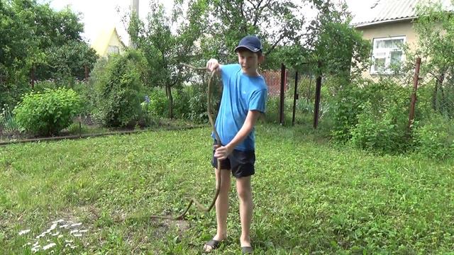 Растения России