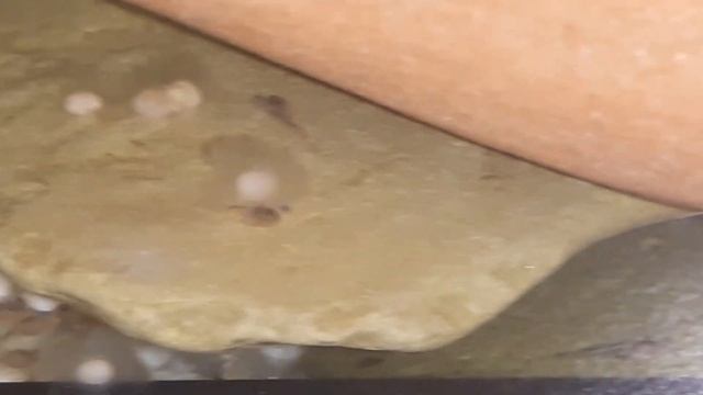 личинка с глазами! (инкубация икры цихлазомы-пчёлки без рыбы-мамы). смотреть онлайн