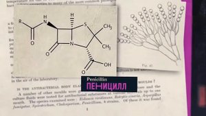 Александр Флеминг открыл пенициллин (1928)