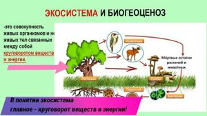 Экосистема и Биогеоценоз ОТЛИЧИЯ!!! ЕГЭ