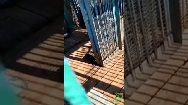 Пасхальная экскурсия. смотреть онлайн