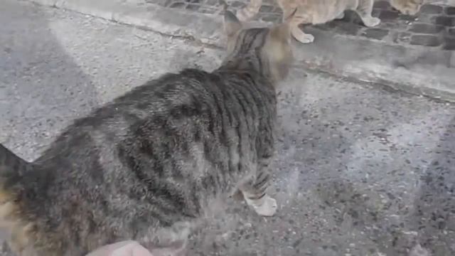 Социальная реклама про бездомных животных Social advertizing about animals смотреть онлайн