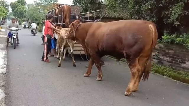 The ox Tiger and the Cows meeting Hindi Stories for farm Infobulls kim 10 смотреть онлайн
