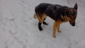 Ортезы для лап собаке