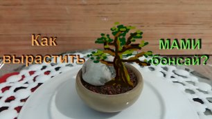 1.Как вырастить бонсай МАМЕ в мини плошке. часть 1 How to grow MAME bonsai_.mp4