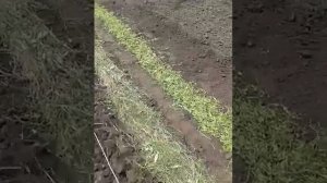 Посадка картошки под травой или соломой