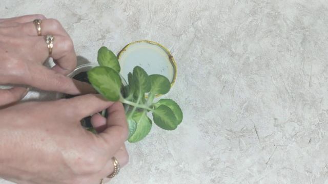 комнатная мята (плектрантус) укоренение. смотреть онлайн