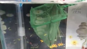 Пересадка малька данио в 1,5 месяца к взрослым