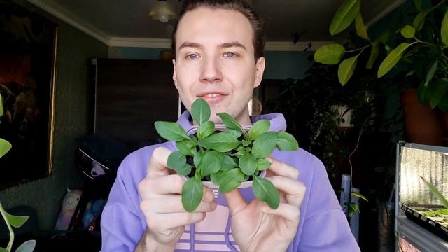 Какие петунии я посеял в этом году? Агрофирма Партнер серия  Зацветет Тайдалы семена bella