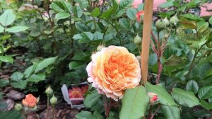 ФУНГИЦИД И ИНСЕКТИЦИД ДЛЯ РОЗ.