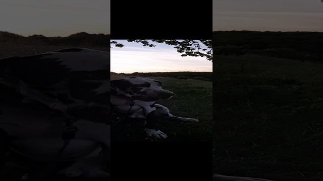 Немецкий Мраморный Дог смотреть онлайн