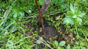 Разведение яблони воздушными отводками в Пермском крае