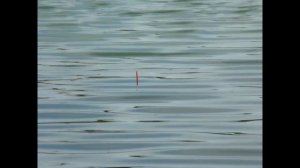 Отчёт о рыбалке. Матчевая рыбалка. Ловля карася / Fishing report. Match fishing. Catching crucian