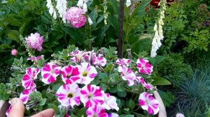 КРАСАВИЦА НАПЕРСТЯНКА У МЕНЯ В САДУ