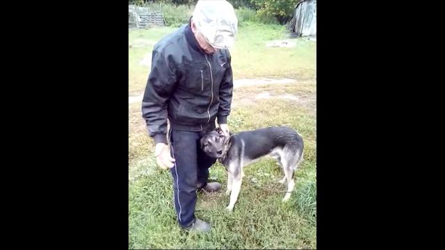 Свинья порода  Ролик 3 Обзор хозяйства смотреть онлайн