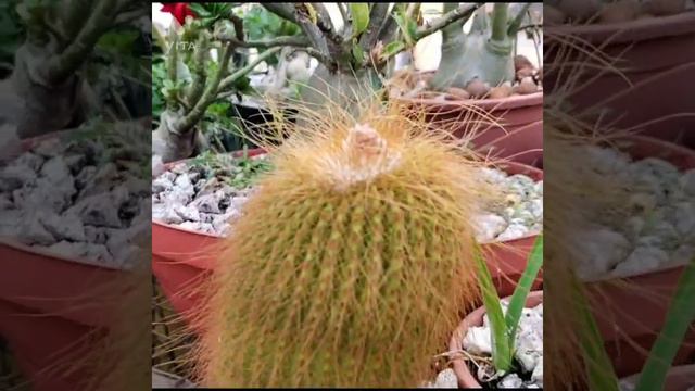 #castos Parodias (Notocactus) Warasii E Leninghausii Florações E Diferenças