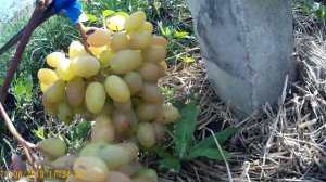 Виноград Преображение, второй год сигнальные грозди