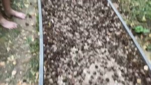 Босоногая тропа в  Москве? Где можно пройтись по шишкам и полазить в грязи.