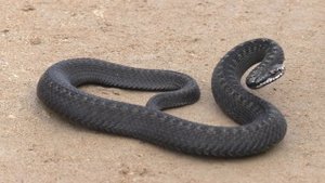 Змея ядовитая. Гадюка