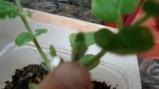 Что делать если рассада помидор тянится смотреть онлайн