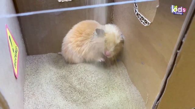Лабиринт для хомячков с ловушками! ПОЛОСА ПРЕПЯТСТВИЙ!