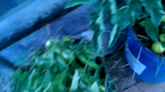 Мои томаты на улице на 14 августа 2018 смотреть онлайн