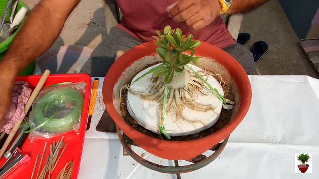 Adenium Radial Roots смотреть онлайн