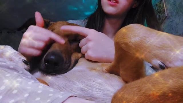 АСМР собака - АСМРТИСТ♡звуки шерсти, зубов, лап + звуки рта и КОЛЫБЕЛЬНАЯ ♡ #asmr #асмр Сон 1000% смотреть онлайн