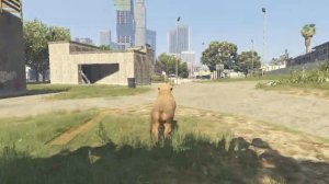 gta 5 нахождение кактуса стать собакой