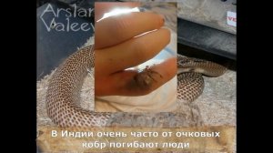 УКУСЫ ЯДОВИТЫХ ЗМЕЙ. Часть 2. Effects of venomous snake bites