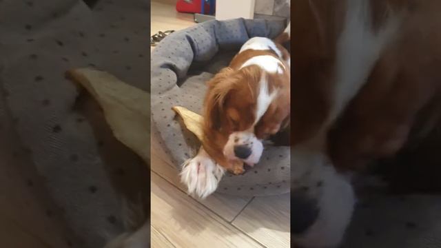 Ухо лакомство смотреть онлайн