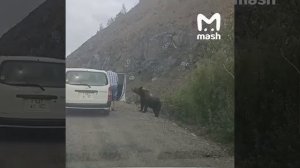 Акт заботы о братьях наших больших из Хабаровского края, где о
