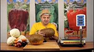 Тыква столовая Шоколадная Москвичка. Рекордсмен вкуса, сладкая, хранится 300 дней!