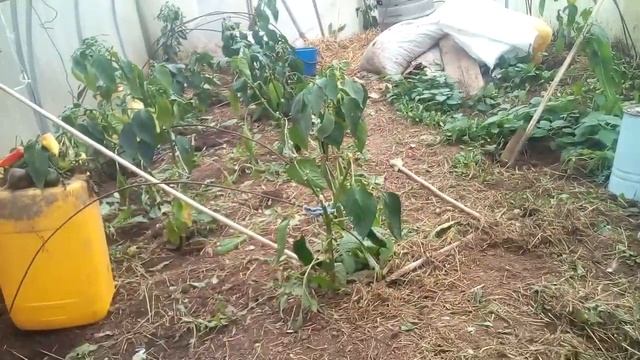 Курица квакуха Сара ее приёмный цыплёнок клон и брошенные родные смотреть онлайн