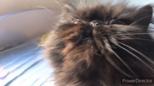 Говорящего кота не переговорить ? персидский кот Кузя!