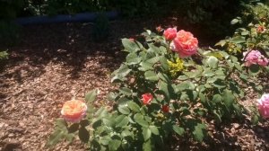 Чайно-гибридная роза мэри энн германия тантау 2010 год Rose Mary Ann розы в саду роза эшли