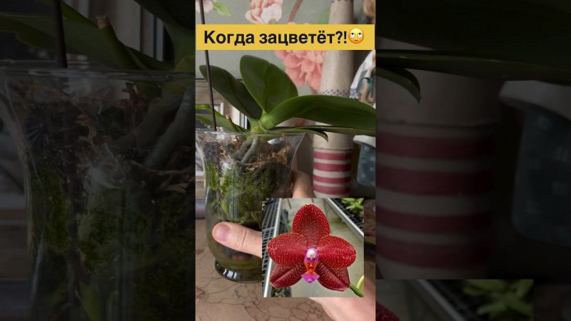 #Orchideen #geschlossenesSystem #OrchideenBlühen #орхидеи #закрытаясисиема  #стимуляцияцветения