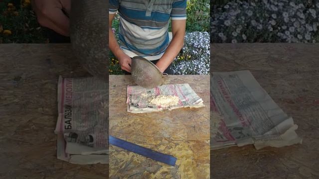 Заготовка семян огурцов часть 2 смотреть онлайн