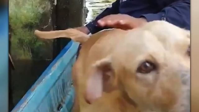 Трогательные Спасения Животных, Снятые На Камеру смотреть онлайн